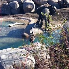 This is called Nature - Amazing Video