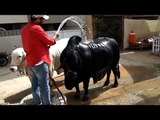 Heaviest Qurbani Bulls Taking Bath Before Kurbani