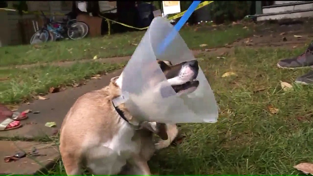 Family Thanks Good Samaritans for Rescuing Beloved Dog from Burning Home