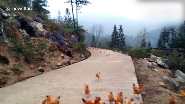 Farmer blows whistle to gather flock of hundreds of chickens