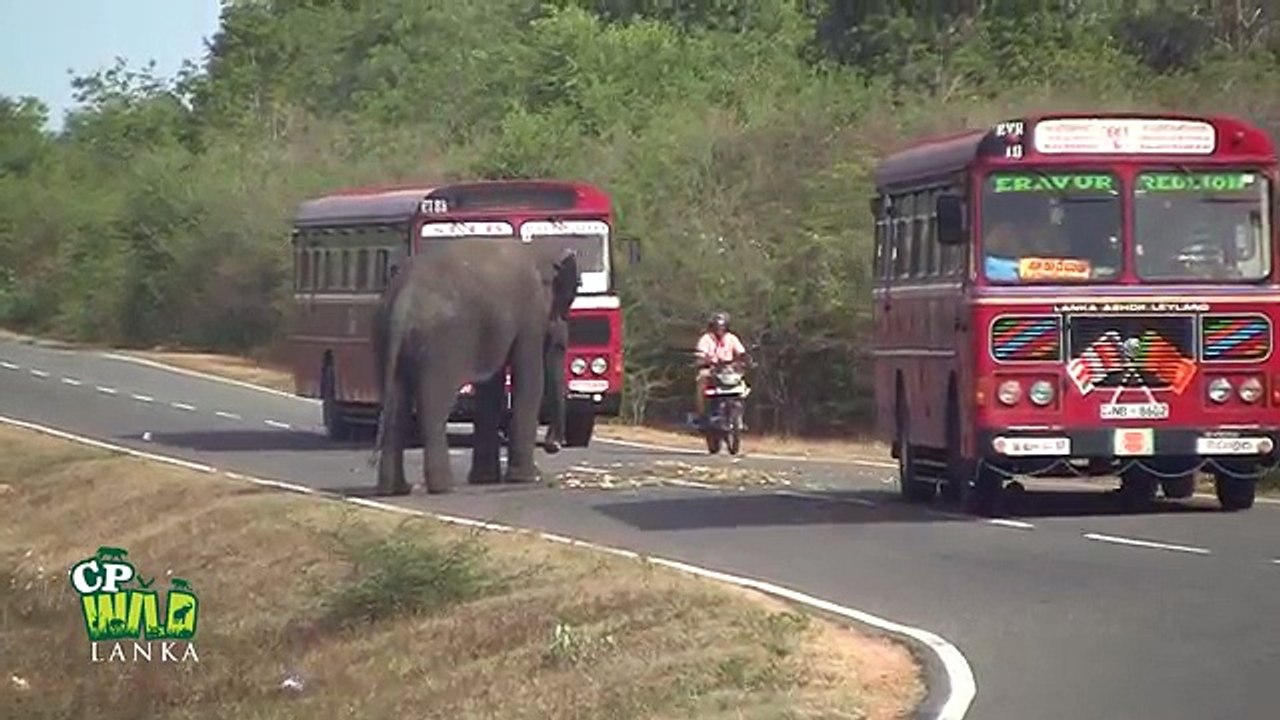 The wild Elephant who interferes with passing vehicles !