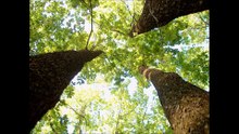 De ce neicuta iubesti? Gherghina Ionescu