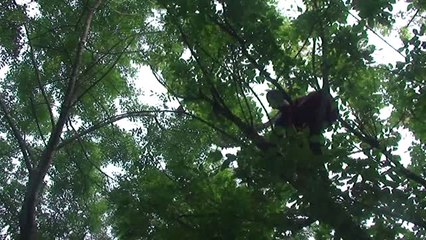 Evden Kaçan Papağan Veterinere Verildi