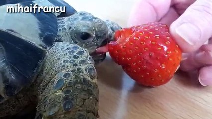 Turtle   Tortoise - A Funny Turtle And Cute Turtle Videos Compilation    NEW HD