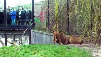 UNBELIEVABLE Lion gets stuck with its head in a feeding-barrel!