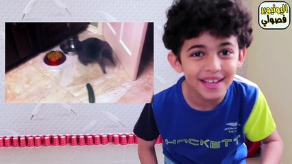 مقلب الخيار في قطتي | اقوى 3 مقالب والقطه انجنت !!