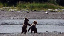 Grizzly Cubs Play