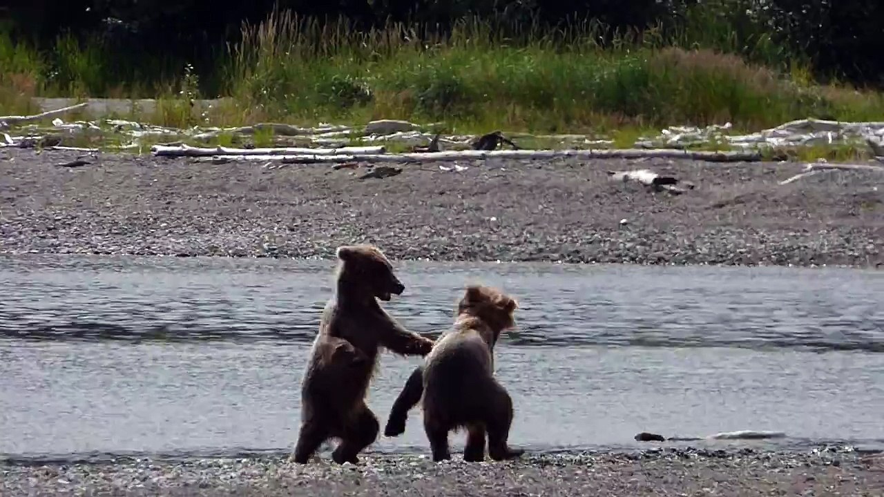 Grizzly Cubs Play