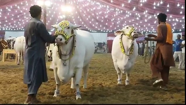 Unforgettable Qurbani Cow Cow Mandi Bakra Eid in Pakistan