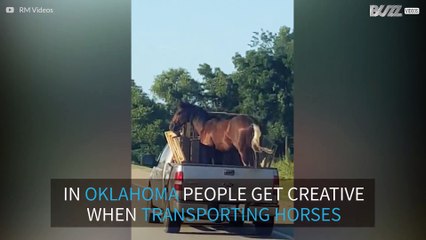 Horse rides pickup truck in Oklahoma