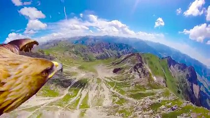 Vol d'un aigle au-dessus des Alpes (POV)