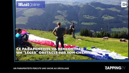 Un parapentiste percute une vache au décollage (vidéo)