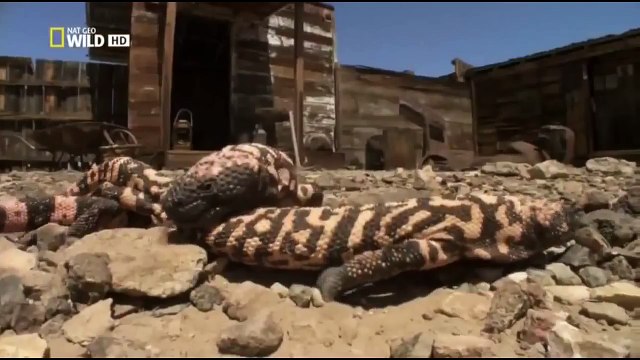 ДИКАЯ ПРИРОДА. МИР ЖИВОТНЫХ. ЖЕСТЬ! СМОТРЕТЬ ВСЕМ!!!