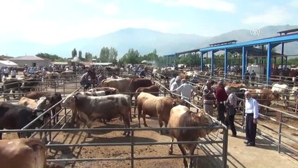 Kurbanlıklar Görücüye Çıktı - Erzincan/