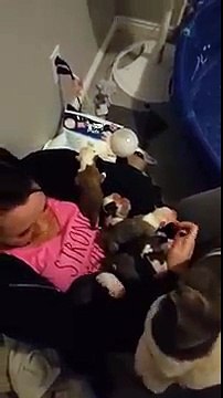 Cette chienne confie ces chiots a sa maîtresse
