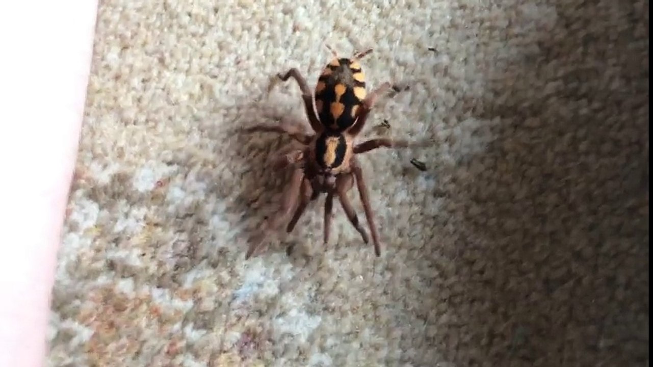 L'araignée Goliath , araignée géante