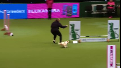Un Jack Russel très excité en pleine compétiton