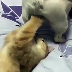 Chat qui boxe les testicules d'un chien