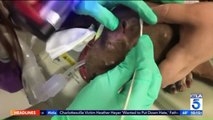 Puppy Rescued After Possibly Being Burned With Acid