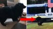Dogs: Video shows enthusiastic dog hopping onto Doggie School Bus - TomoNews