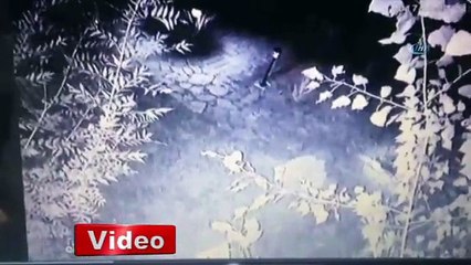 Kavga eden köpekleri sopalarla döverek ayırdılar