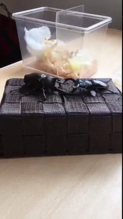 Baston entre scarabéés