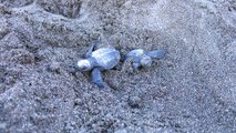 Hatching Baby Turtles