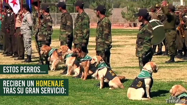 Perros detectores de narcóticos reciben un gran homenaje tras años de servicio