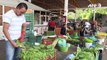Nopal do México: o cacto comestível e gerador de energia
