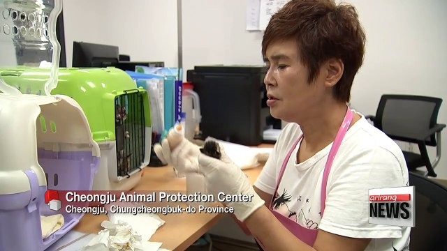 Number of stray animals spike in summer...260 a day rescued this year