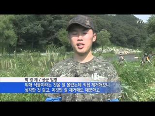 생태계 위협하는 식물 뿌리 뽑아요 / YTN