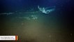 Deep-Sea Expedition Crew Spots Massive 'Whale Fall' On Ocean Floor