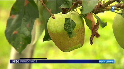 Des nouvelles des pommes