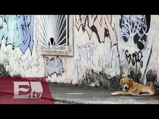 Aprueban nueva Ley de protección y Bienestar Animal para el DF / Vianey Esquinca