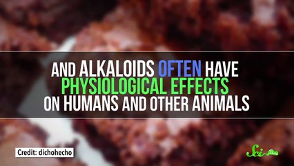 Why Can't Dogs Eat Chocolate?