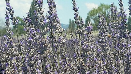 Lavender  and bees