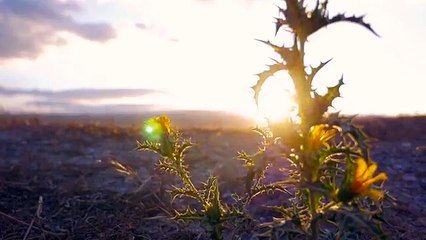 LaCraps -Garde Espoir #BootlegV1