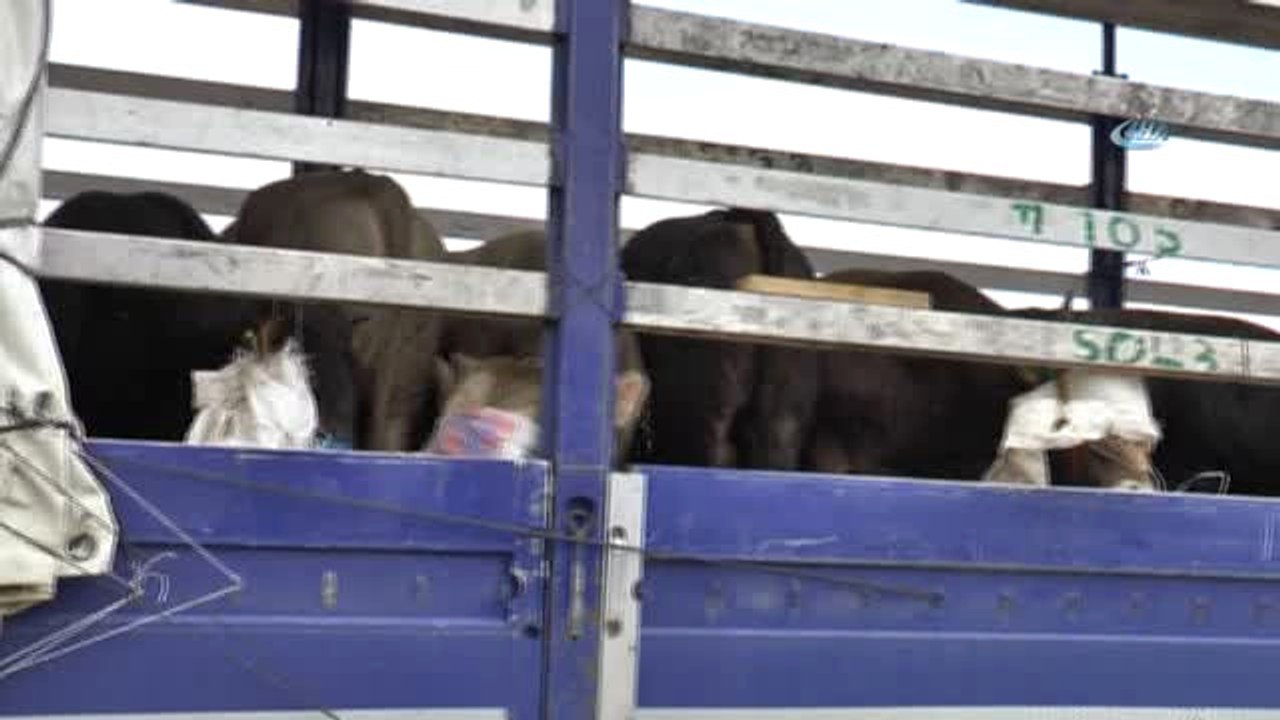 Doğu Anadolu'dan Batı İllerine Kurbanlık Sevkiyatı