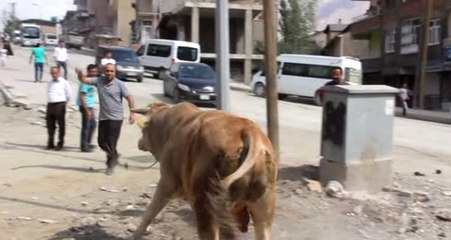 Hakkari'de Mezbahadan Kaçan Boğa Ortalığı Birbirine Kattı