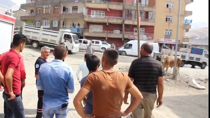 Mezbahada Kaçan Boğa Ortalığı Bir Birine Kattı