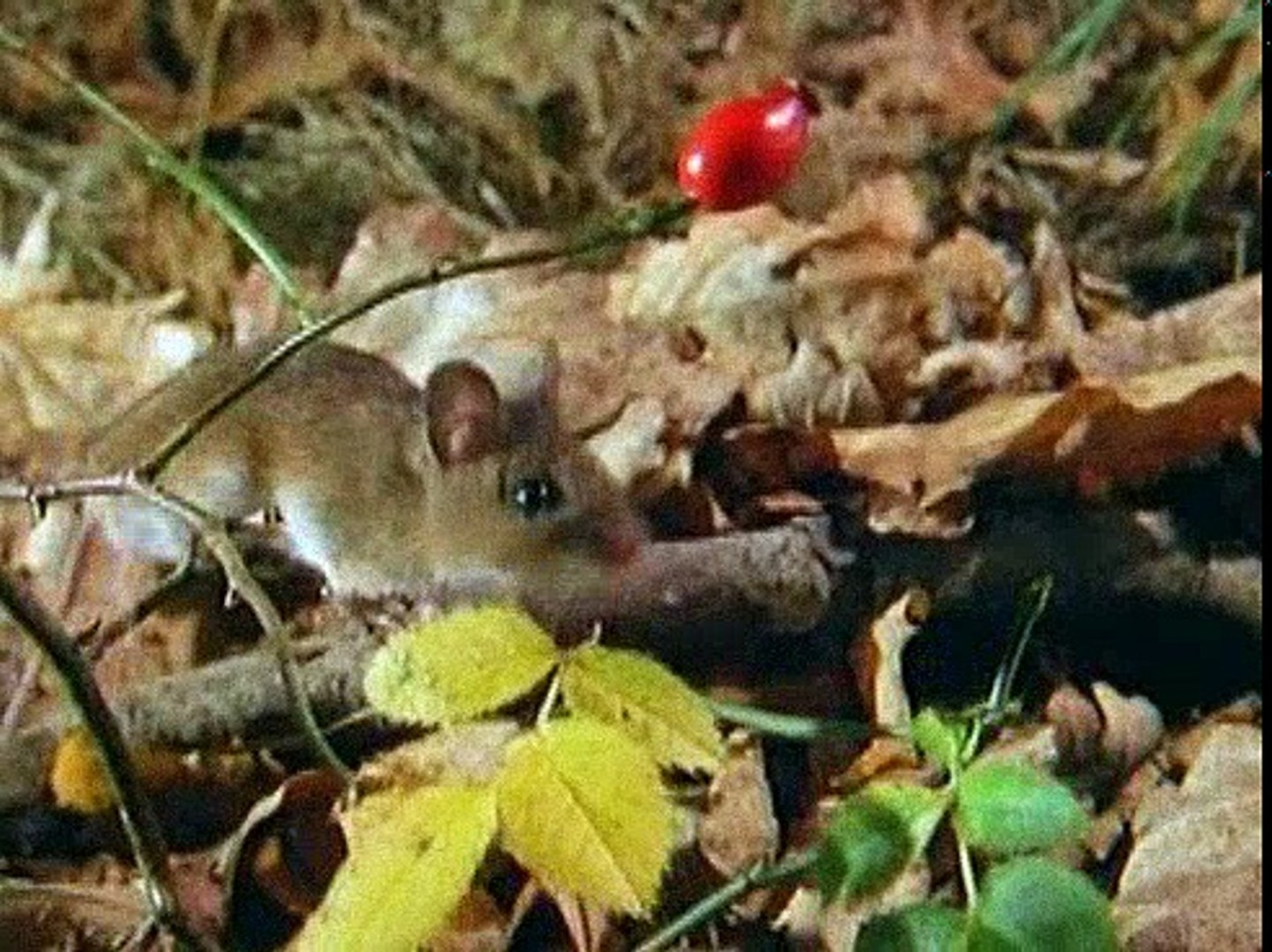 Baby Einstein 11be Neighborhood Animals Video Dailymotion