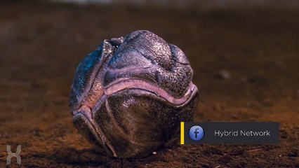 Bombardier Grenade Bug Explained _ Starship Troopers-MBzXTgo4410