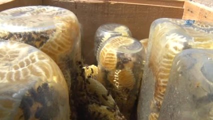 Cam Kavanozda ve Kütüğün İçinde Üretilen Ballar Hayrete Düşürüyor