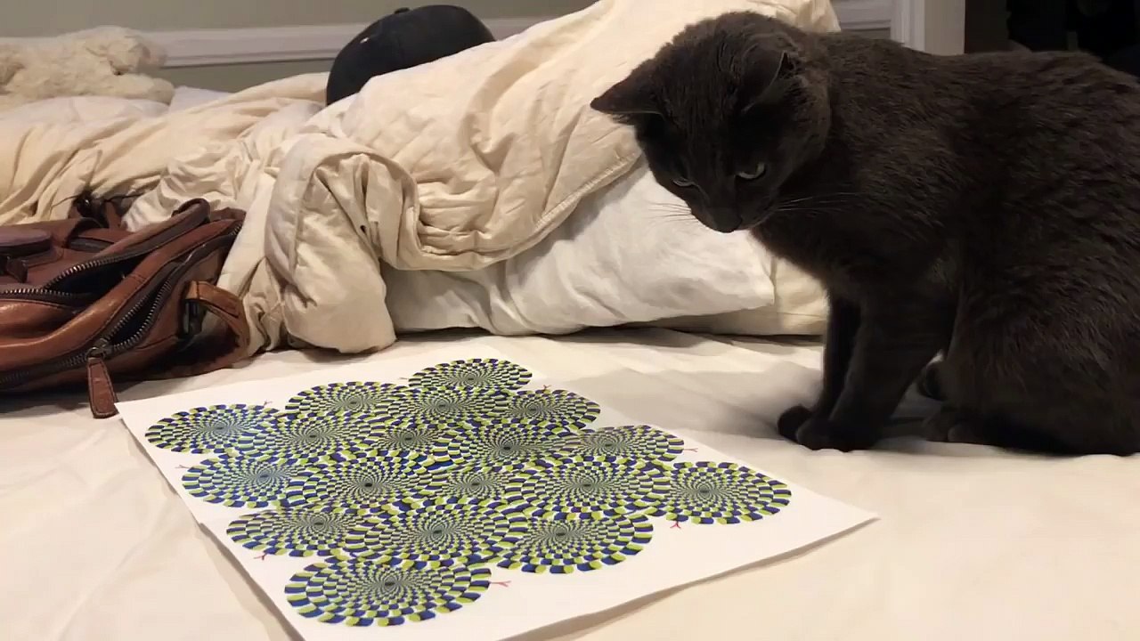 Beobachte die Reaktion des Katers, als sein Besitzer ihm eine optische Täuschung auf Papier zeigt... Ich lach mich tot!