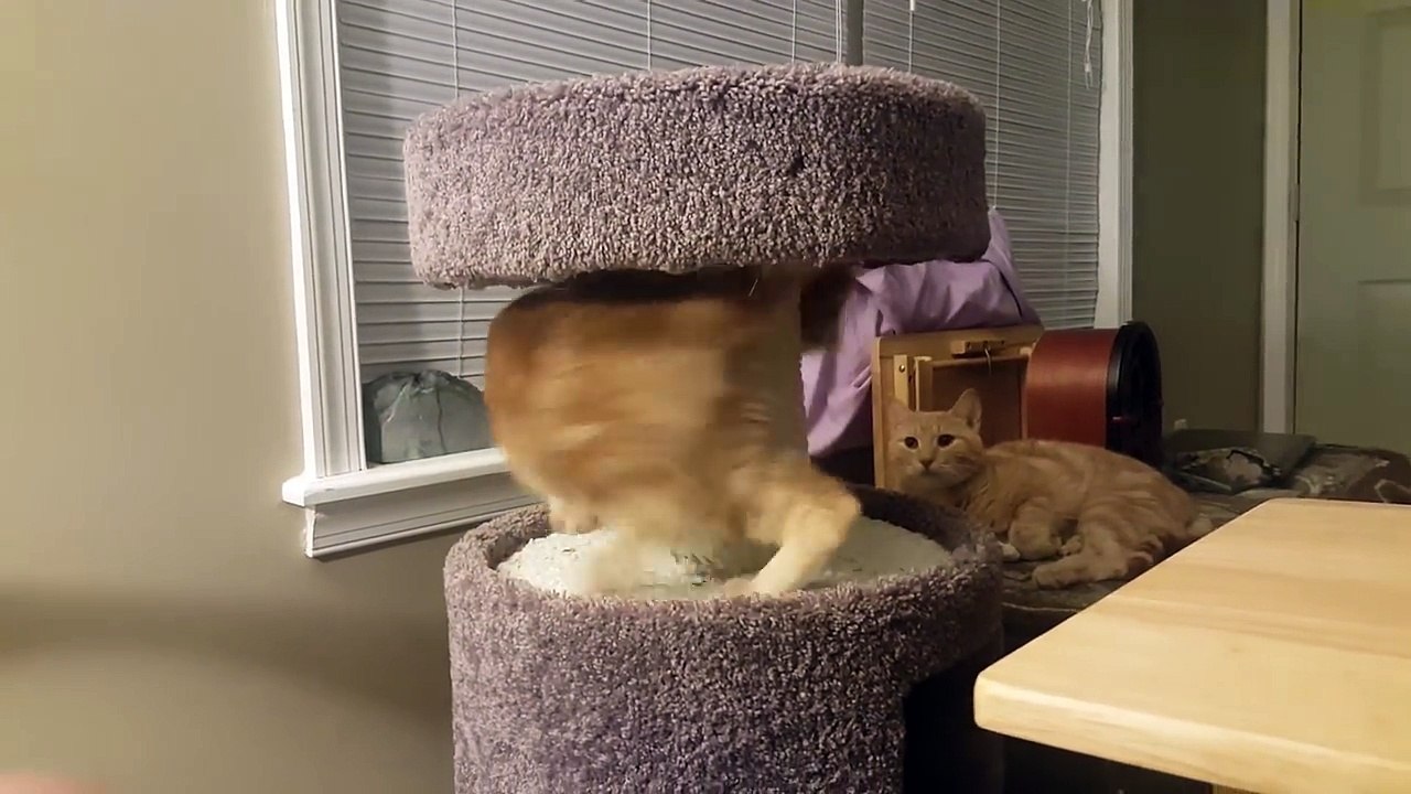 Kater entdeckt 'flauschiges Spielzeug', aber er weiß nicht, was es ist, bis es zu spät ist ... Hahaha!!