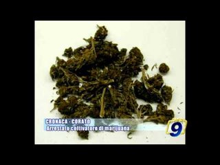 CRONACA - CORATO | Arrestato coltivatore di marijuana