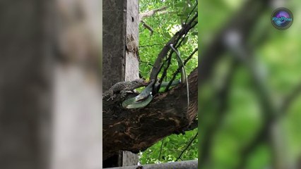 Tokay Gecko Saved From Snake's Mouth