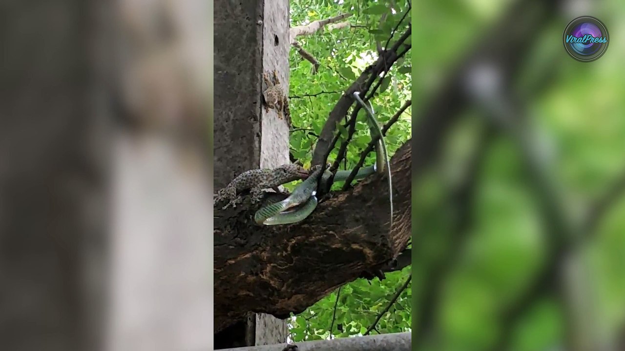 Tokay Gecko Saved From Snake's Mouth