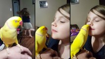 Un perroquet fait des bisous à une petite fille pour lui dire bonne nuit