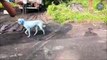 Des chiens bleus envahissent une ville d'Inde... Regardez pourquoi ils sont bleus